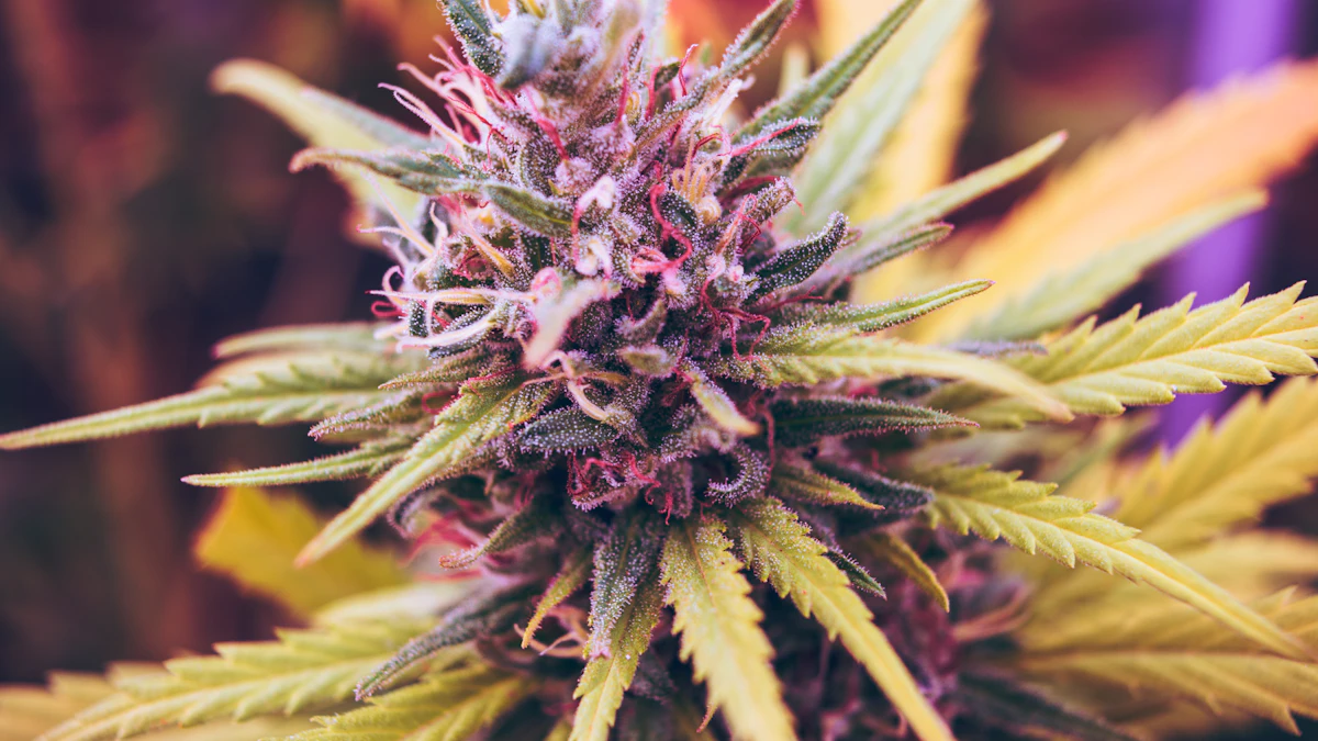 THCA flower used as context for the High Hippy and LIT Farms comparison