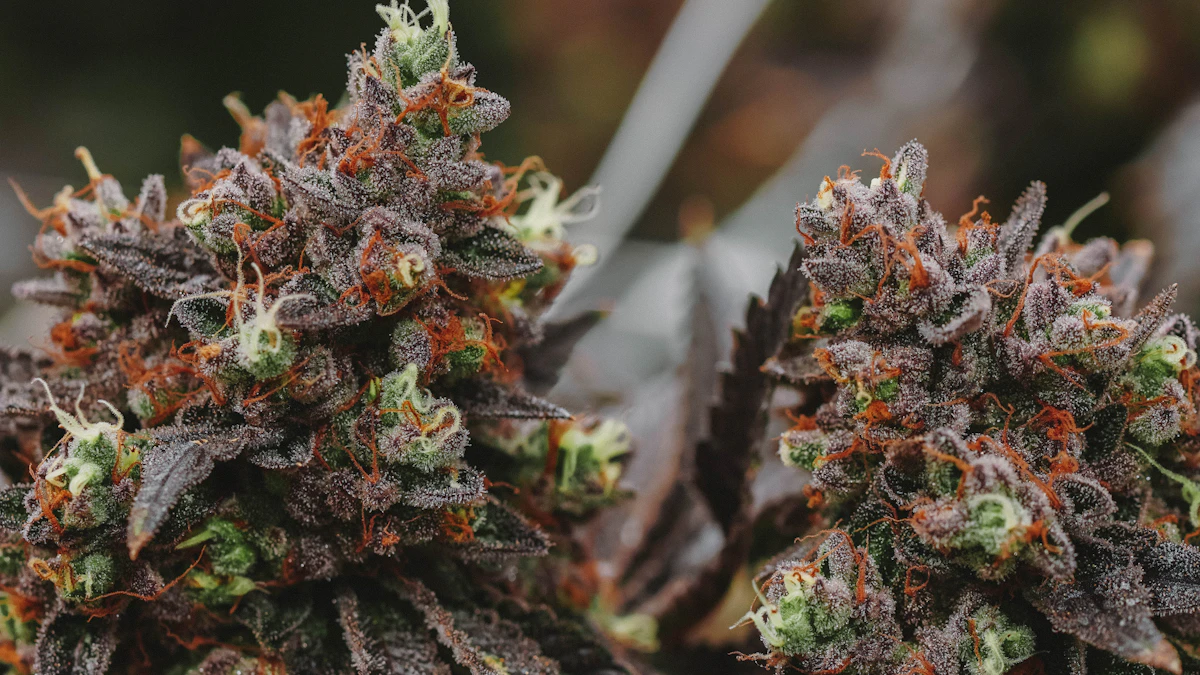 Purple cannabis flower viewed in close detail