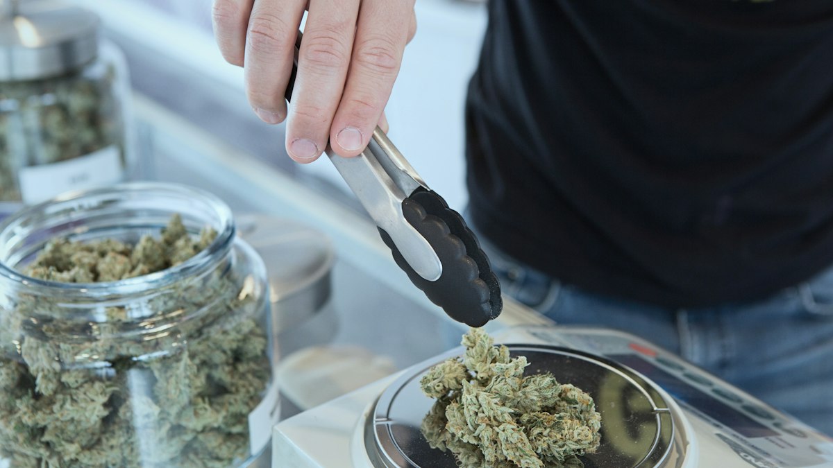 A dispensary worker weighs cannabis flower with tongs beside storage jars