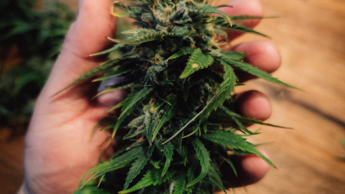 A hand holding a freshly harvested cannabis flower