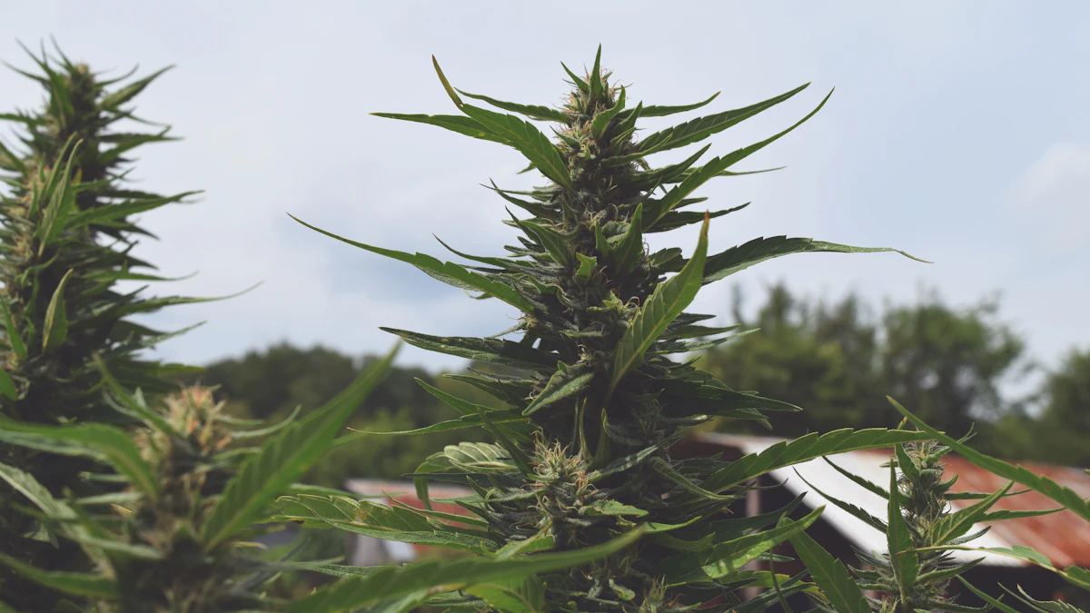 Rows of hemp growing on a working farm