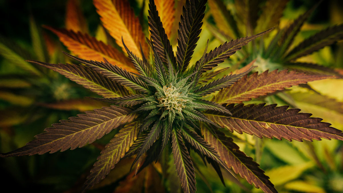 Colorful cannabis flower with visible trichomes