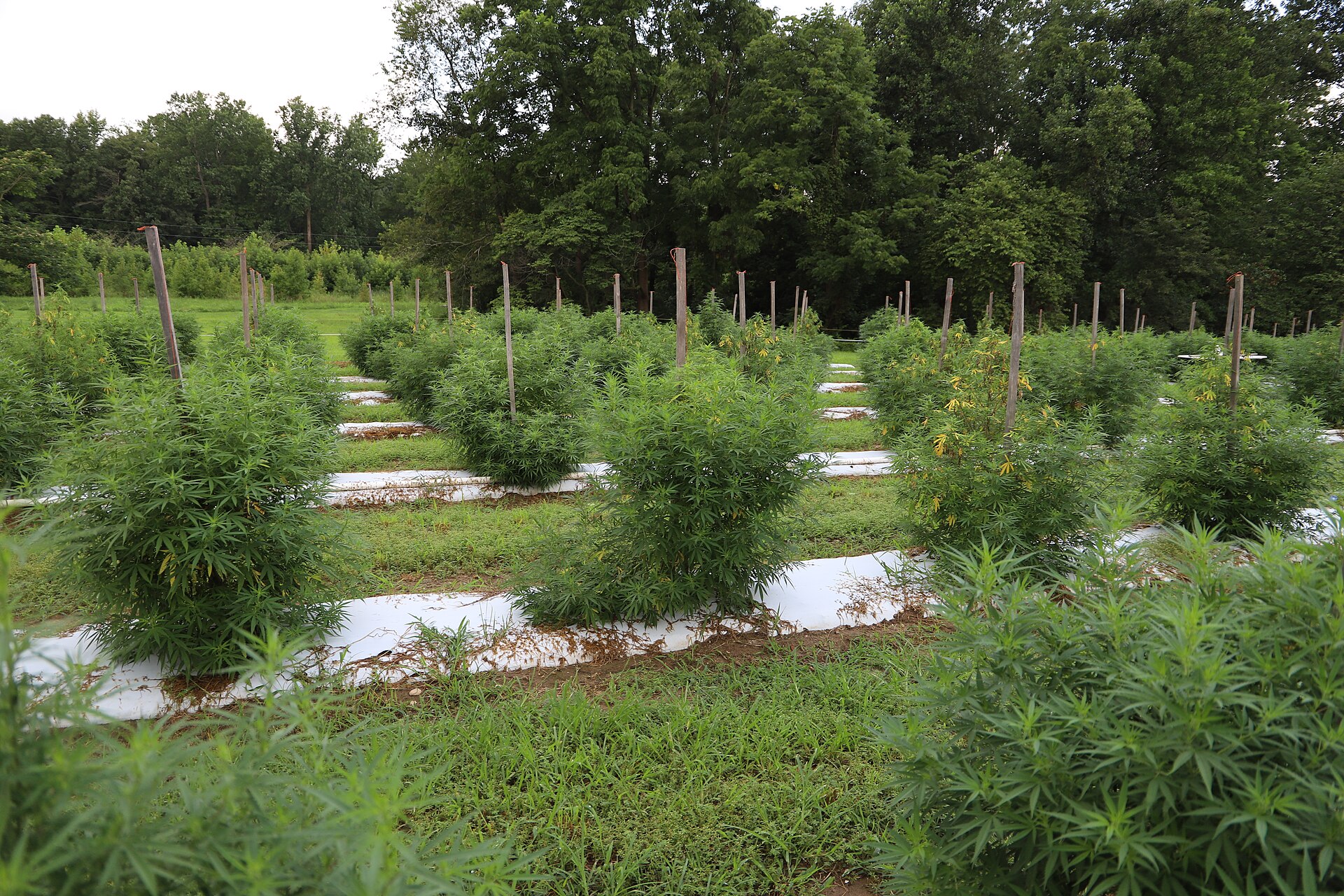 Rows of hemp plants growing on a Maryland farm