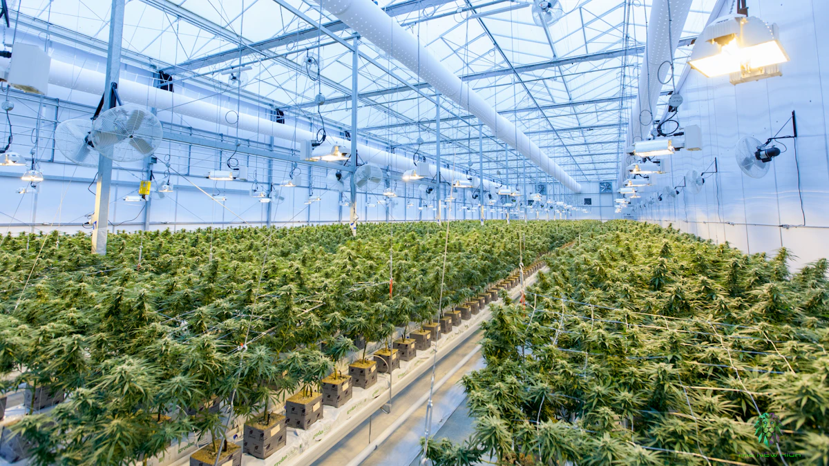 Editorial context image for the Brain Damage THCA Flower evidence review; not a claim that this is the tested batch