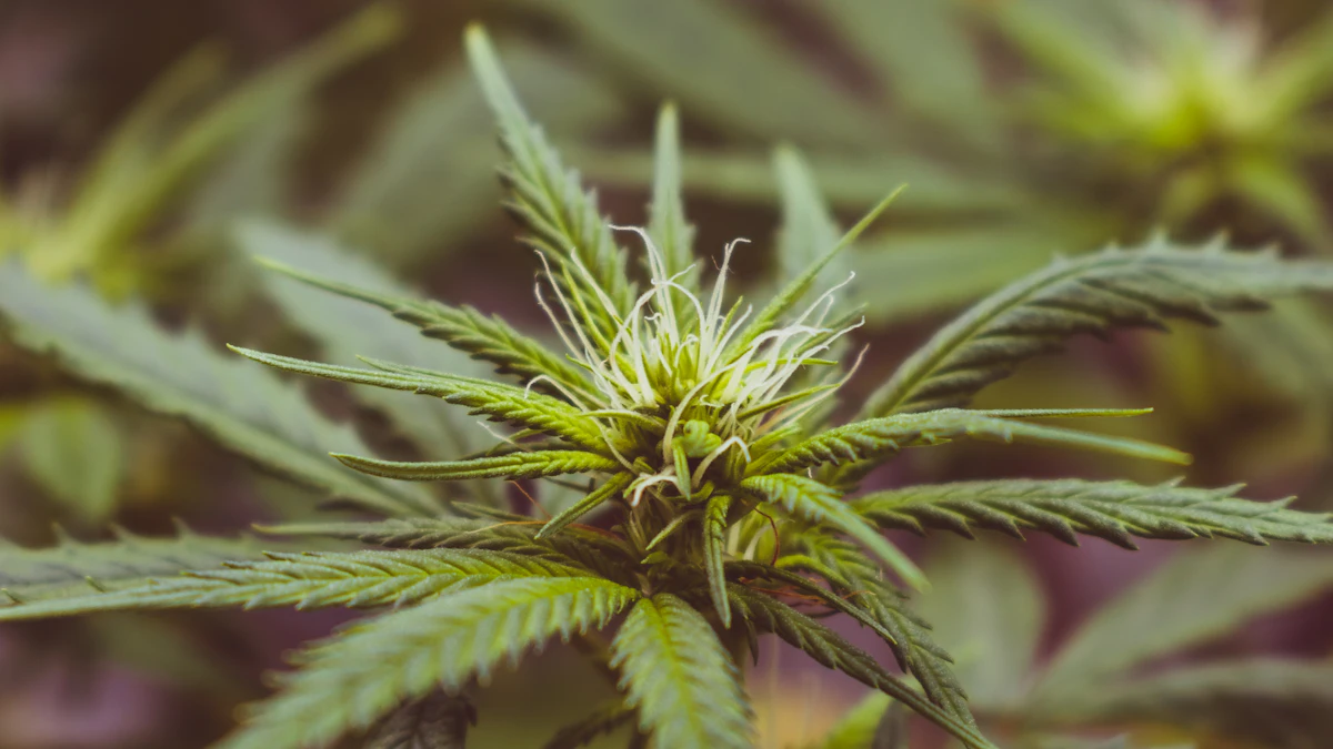 Cannabis flower used as context for the LIT Farms tier comparison