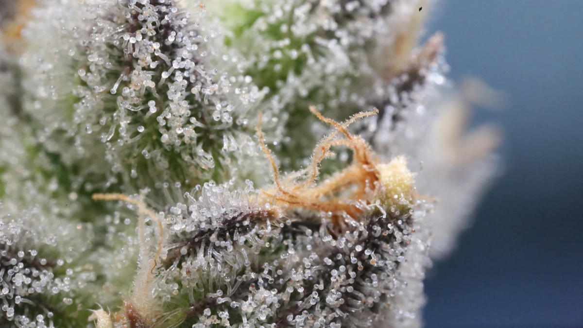 Cannabis trichomes seen in a detailed macro photograph