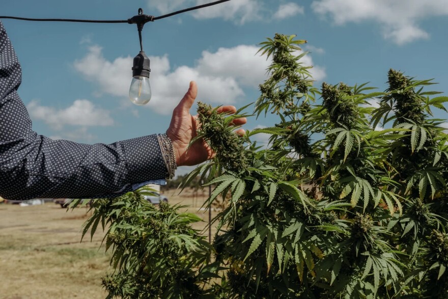 A person inspecting flowering cannabis plants outdoors