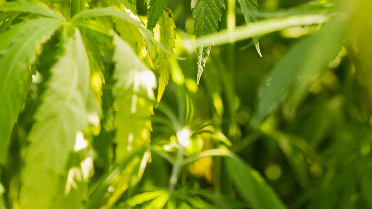A cultivated hemp field under open sky