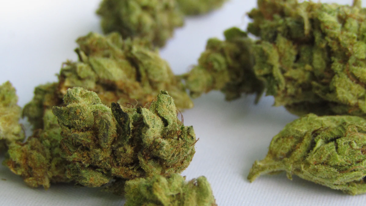 Cannabis flower used as editorial context for the High Hippy strain evidence hub