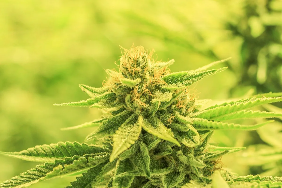 A flowering cannabis plant growing outdoors