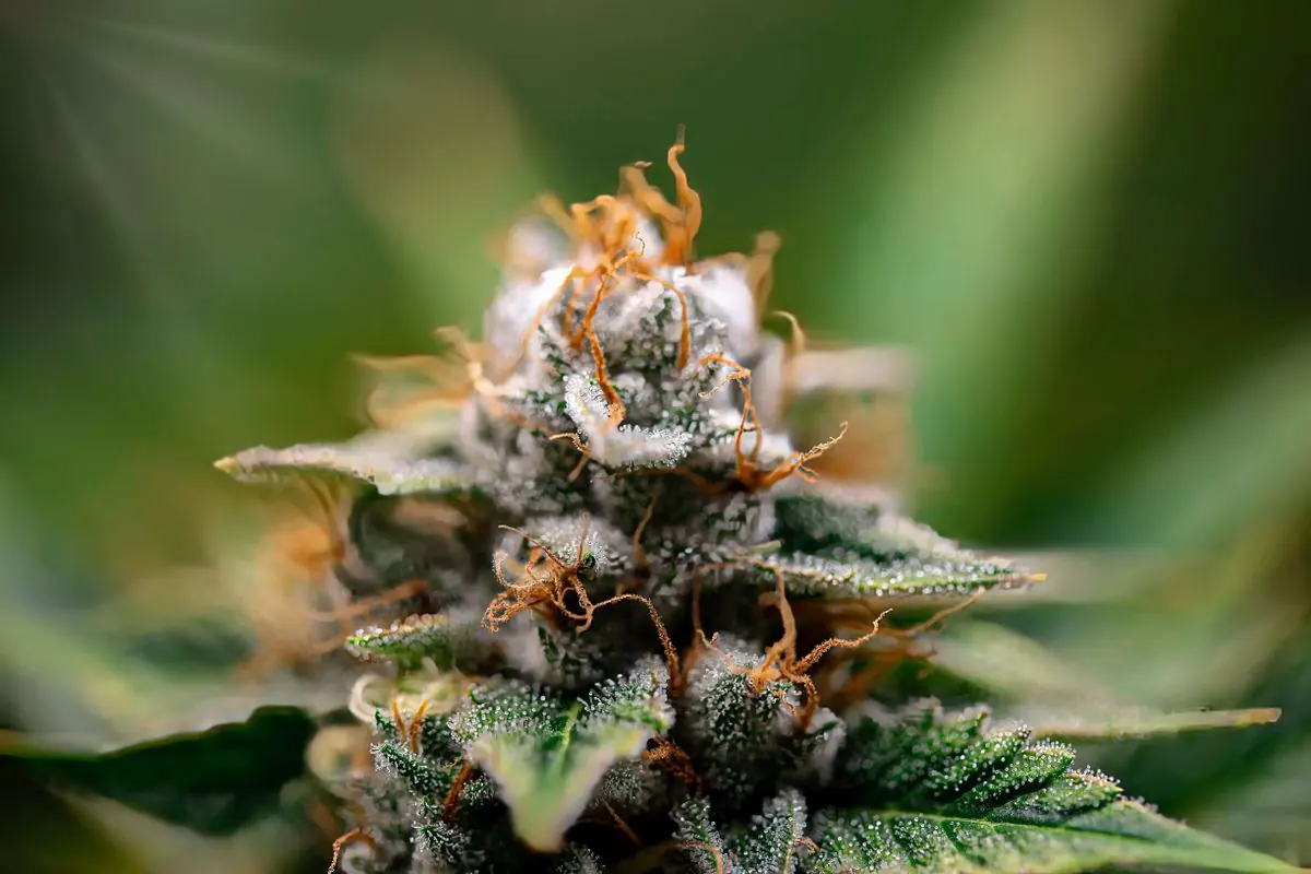 Shop THC Drinks cannabis