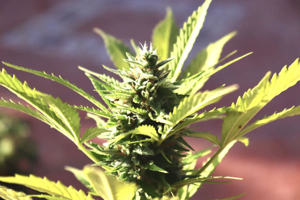 CBD Diamond THCA cannabis