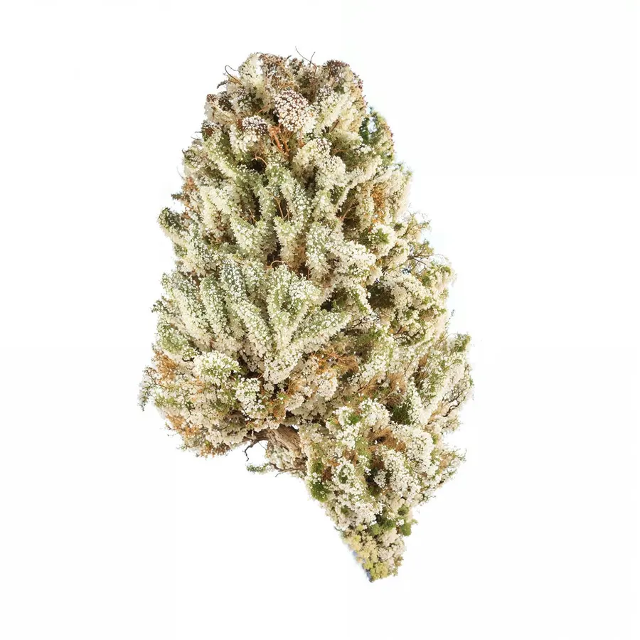 Cat Piss Flower  Sativa  THCA