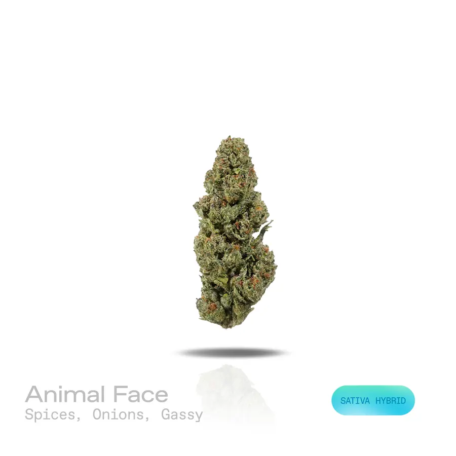 Animal Face THCa Flower (Indoor) (Sativa Hybrid)
