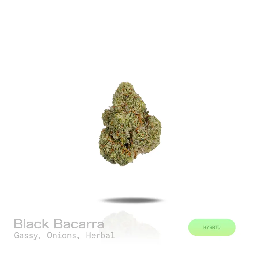 Black Bacarra THCa Flower (Indoor) (Hybrid)