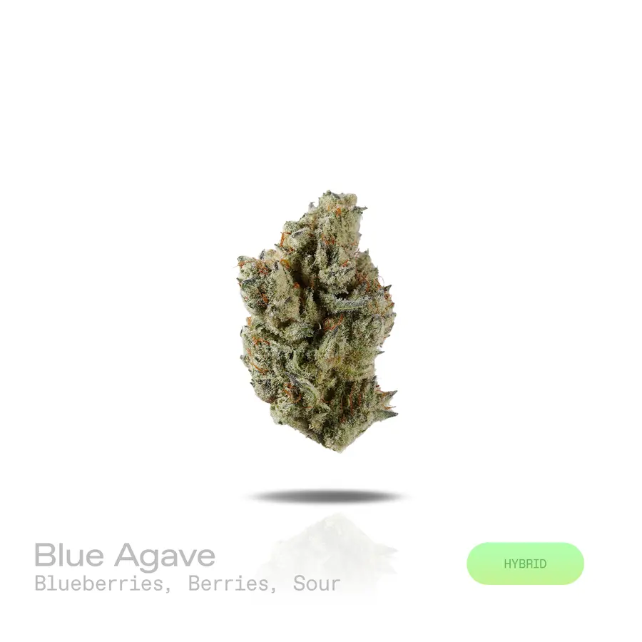 Blue Agave THCa Flower (Exotic) (Hybrid)