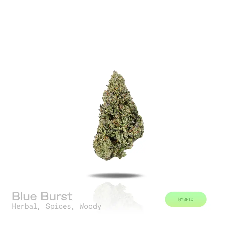 Blue Burst THCa Flower (Indoor) (Hybrid)