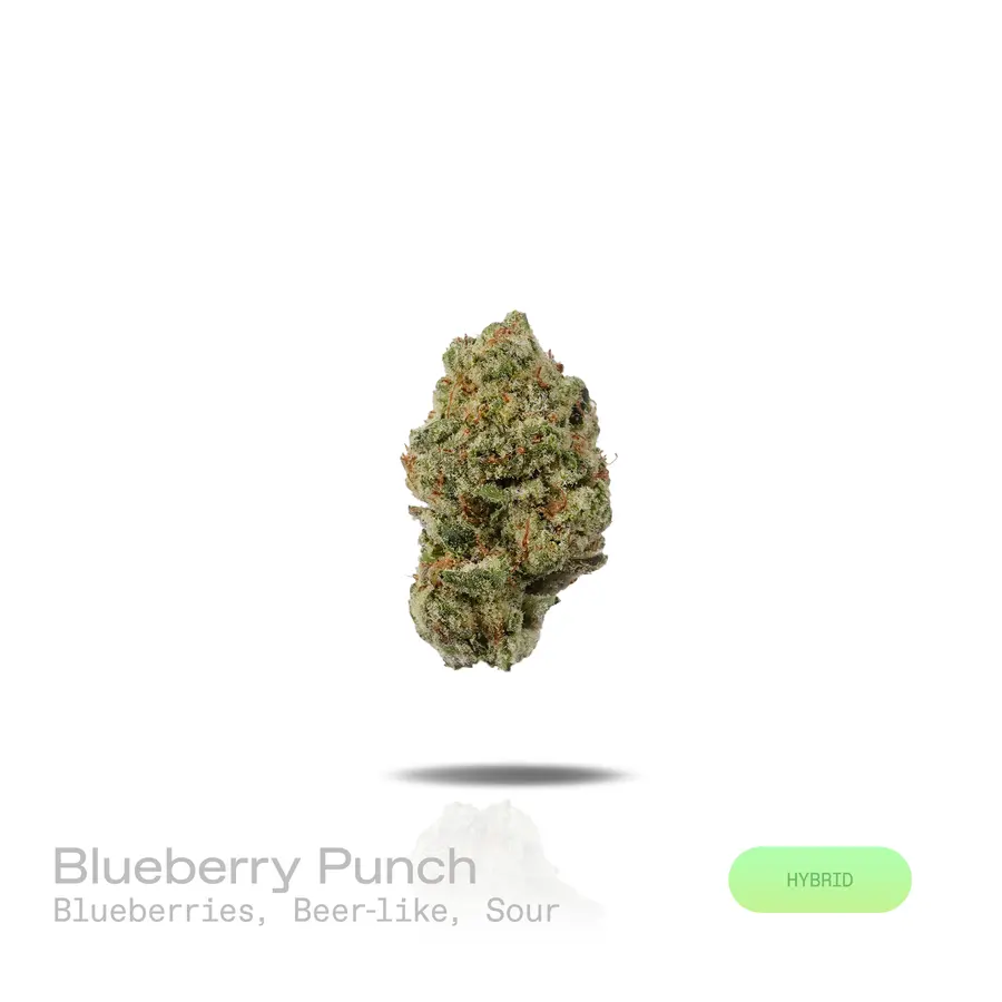 Blueberry Punch THCa Flower (Premium Indoor) (Hybrid)