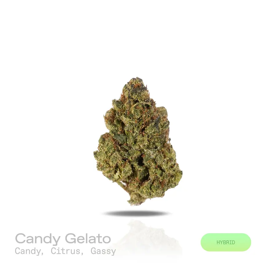 Candy Gelato THCa Flower (Indoor) (Hybrid)