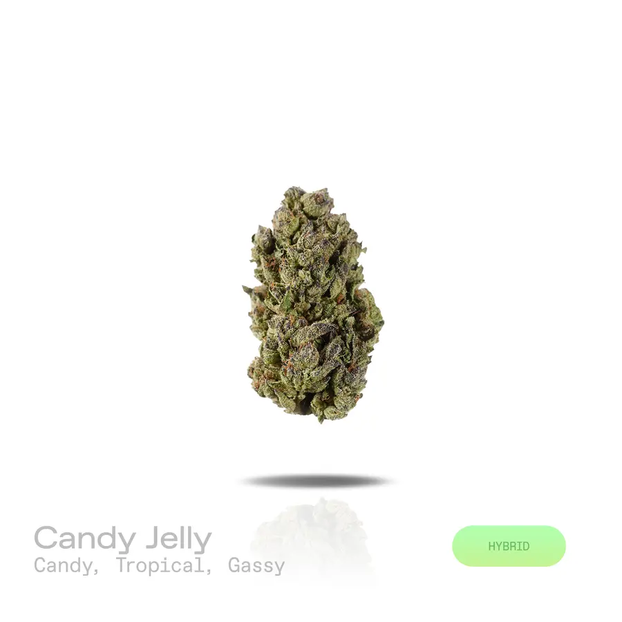 Candy Jelly THCa Flower (Indoor) (Hybrid)