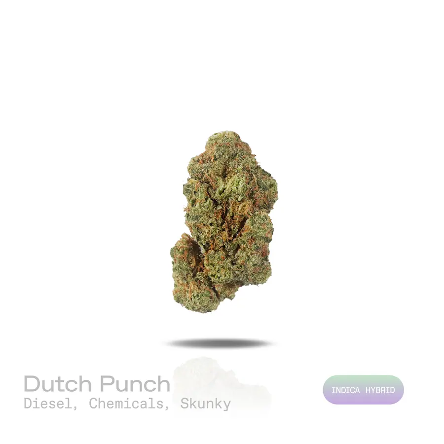 Dutch Punch THCa Flower (Premium Indoor) (Indica Hybrid)
