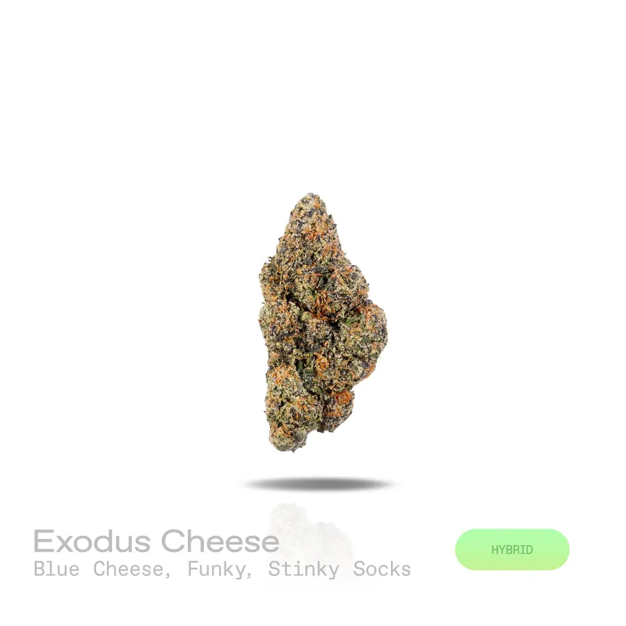 Exodus Cheese THCa Flower (Exotic) (Hybrid)