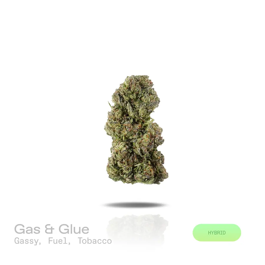 Gas & Glue THCa Flower (Indoor) (Hybrid)
