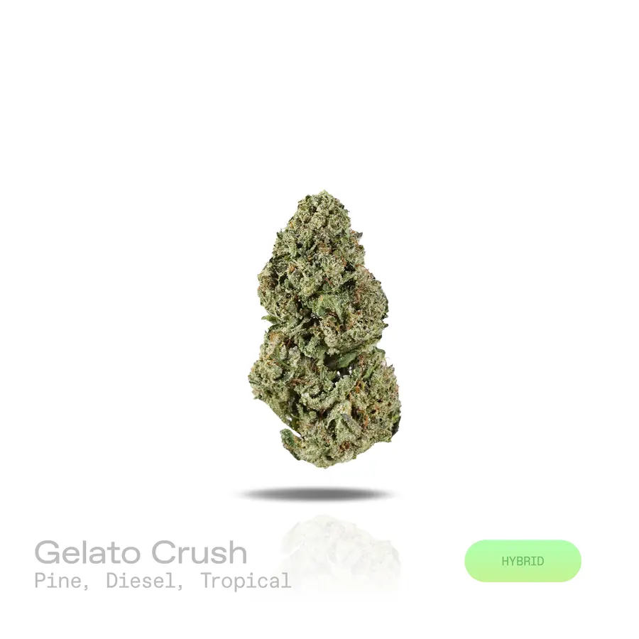 Gelato Crush THCa Flower (Indoor) (Hybrid)