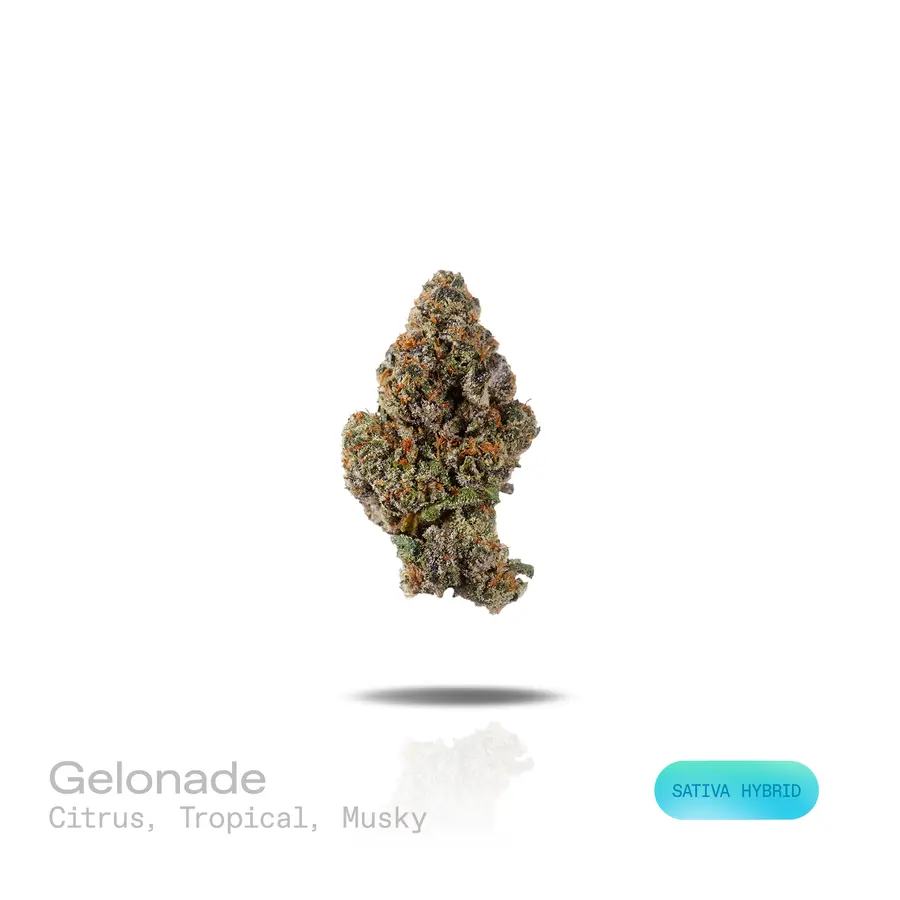 Gelonade THCa Flower (Premium Indoor) (Sativa Hybrid)