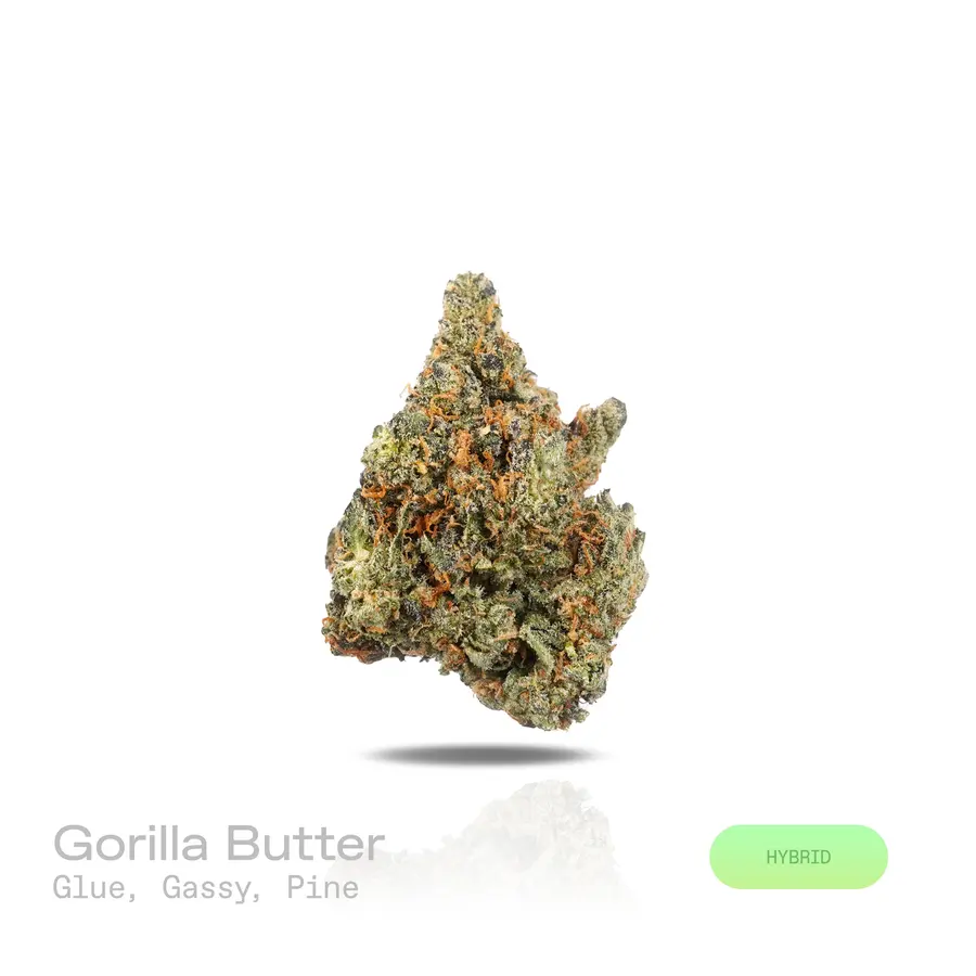 Gorilla Butter THCa Flower (Exotic) (Hybrid)