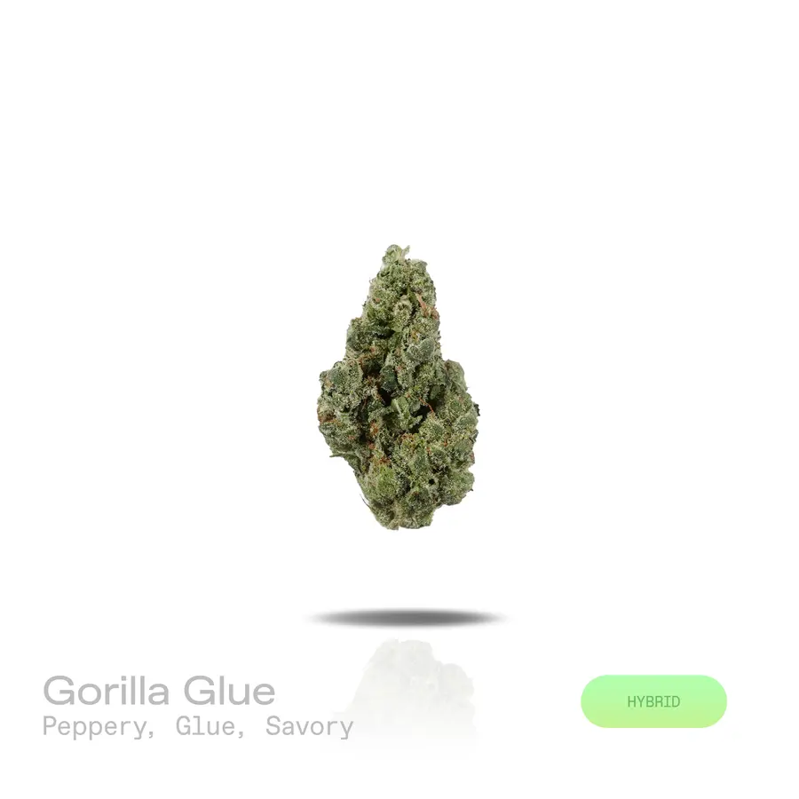 Gorilla Glue THCa Flower (Indoor) (Hybrid)