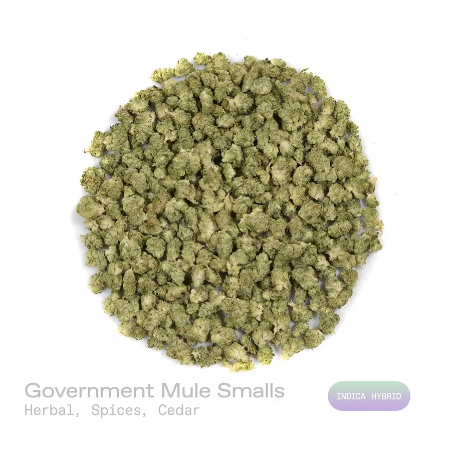 Government Mule THCa Flower (Indoor) (Indica Hybrid)
