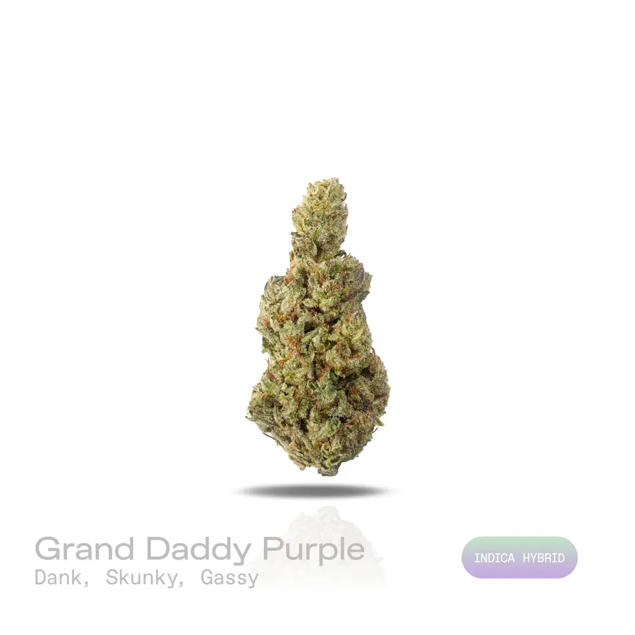 Grand Daddy Purple THCa Flower (Indoor) (Indica Hybrid)