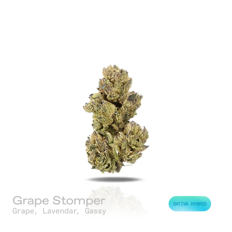 Grape Stomper THCa Flower (Indoor) (Sativa Hybrid)
