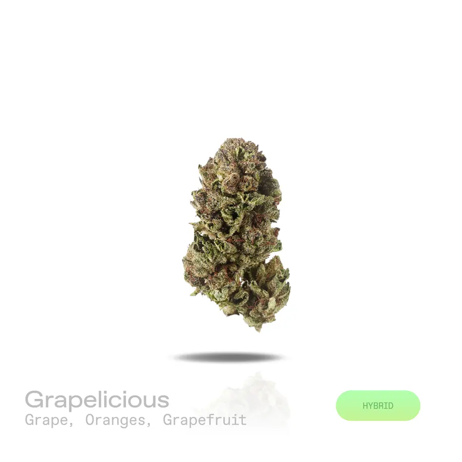 Grapelicious THCa Flower (Indoor) (Hybrid)