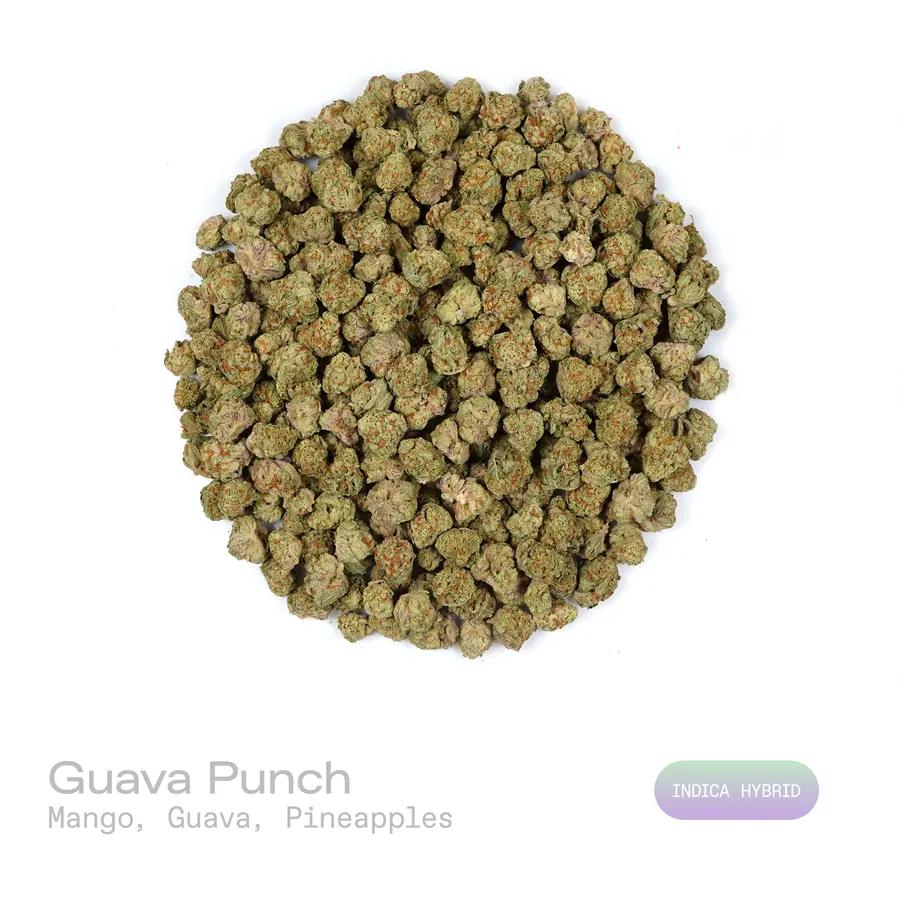 Guava Punch THCa Flower (Exotic) (Indica Hybrid)