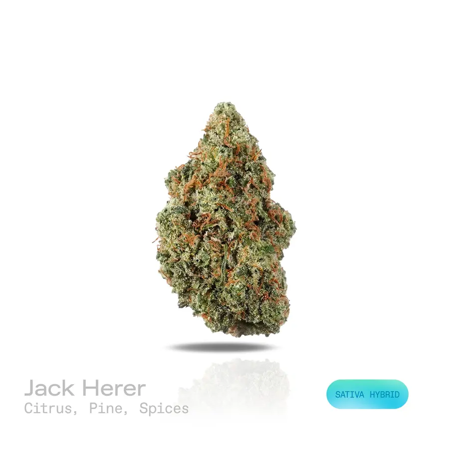 Jack Herer THCa Flower (Exotic) (Sativa Hybrid)