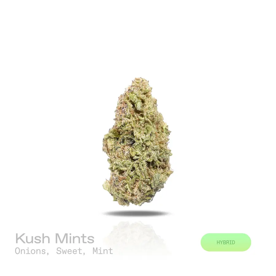 Kush Mints THCa Flower (Indoor) (Hybrid)