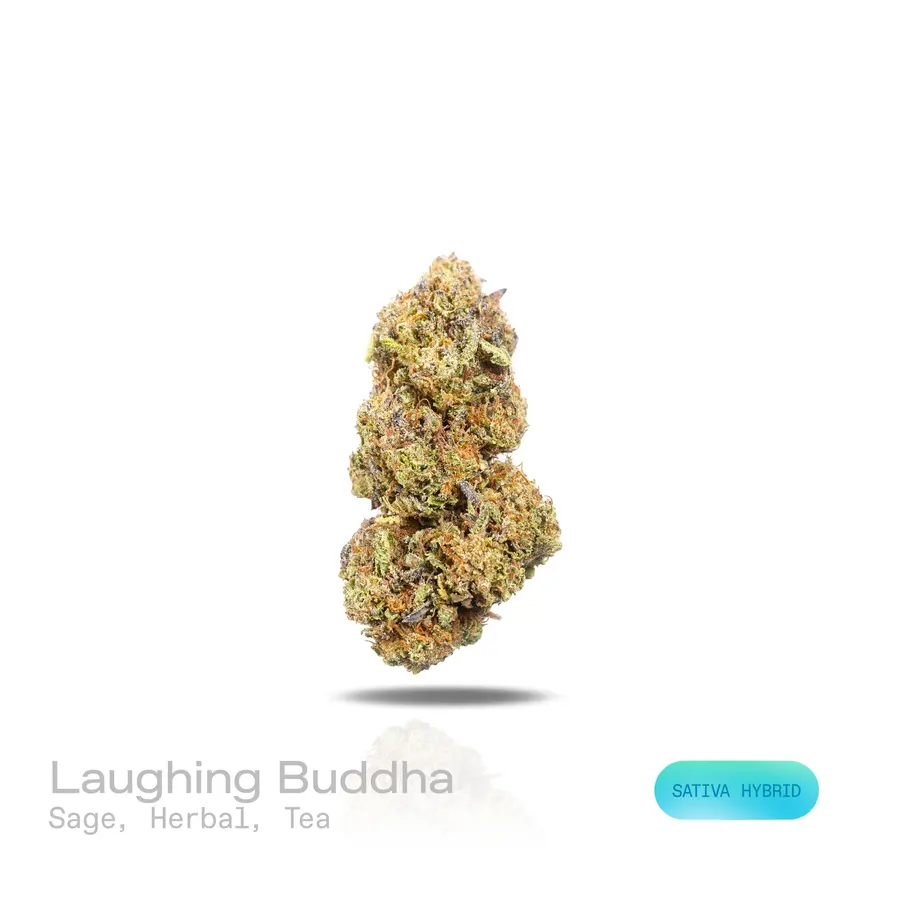 Laughing Buddha THCa Flower (Indoor) (Sativa Hybrid)