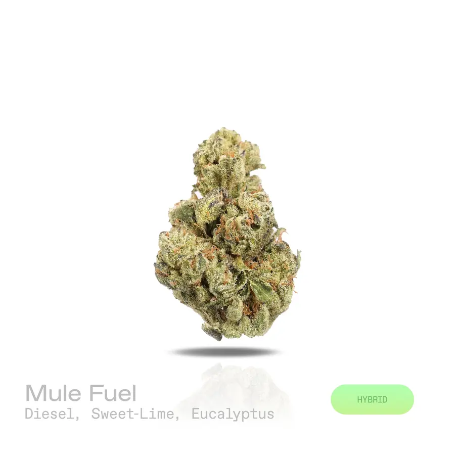Mule Fuel THCa Flower (Indoor) (Hybrid)