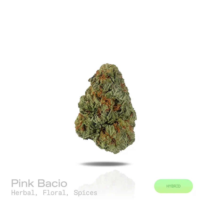 Pink Bacio THCa Flower (Indoor) (Hybrid)