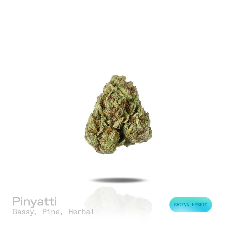 Pinyatti THCa Flower (Indoor) (Sativa Hybrid)