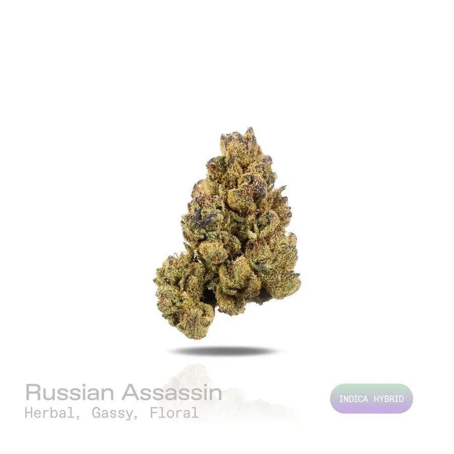Russian Assassin THCa Flower (Indoor) (Indica Hybrid)
