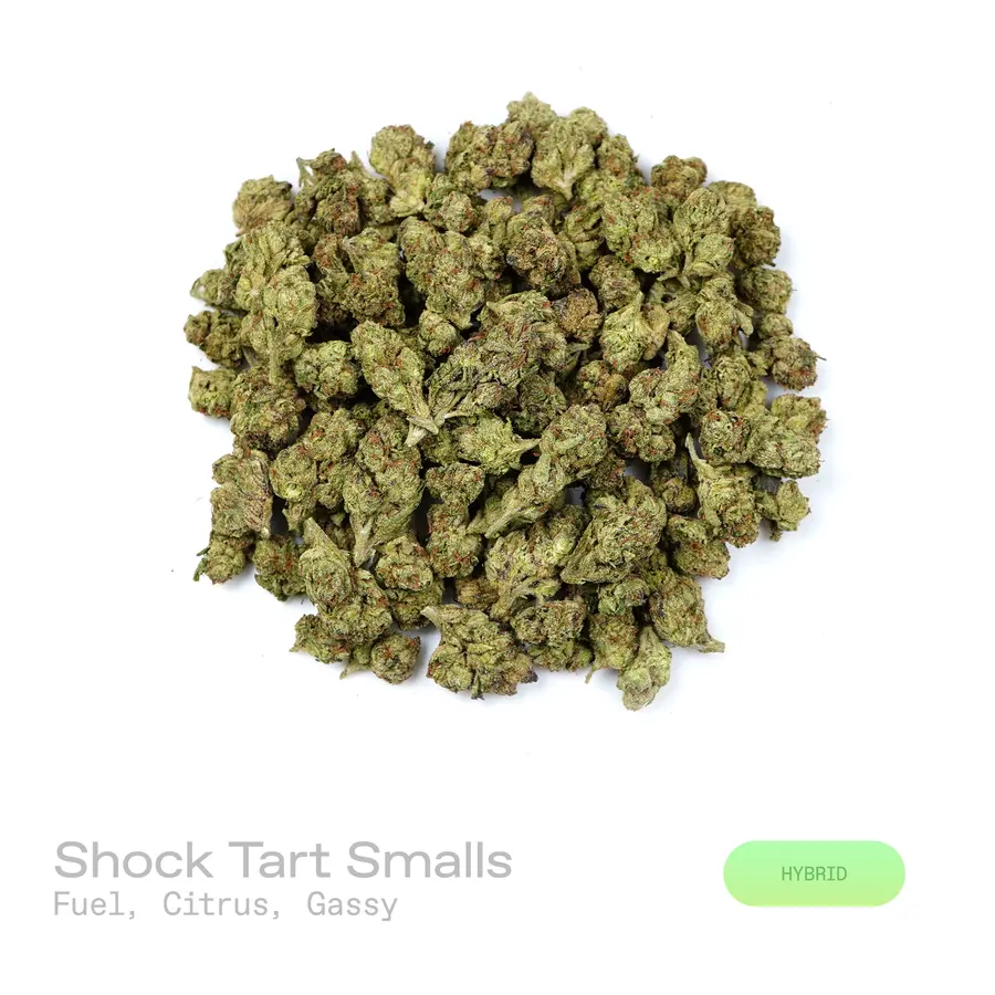 Shock Tart THCa Flower (Indoor) (Hybrid)