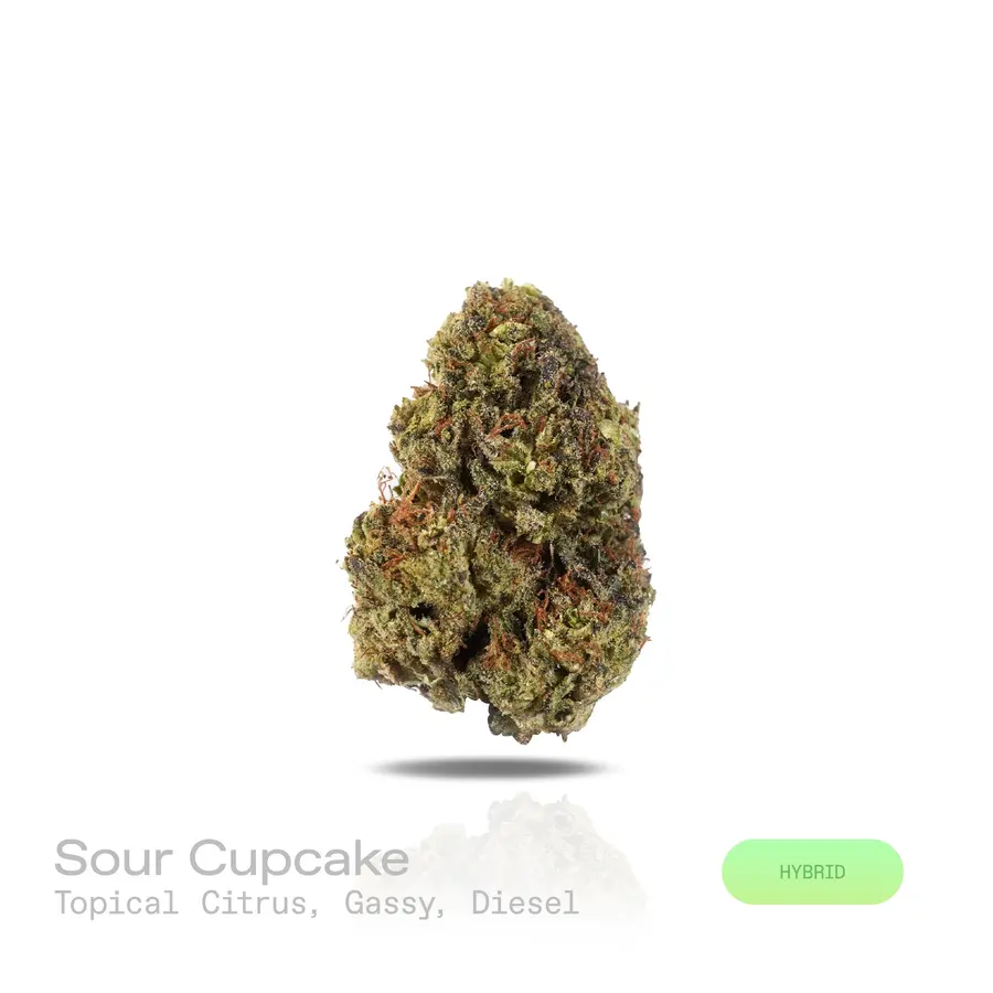 Sour Cupcake THCa Flower (Indoor) (Hybrid)