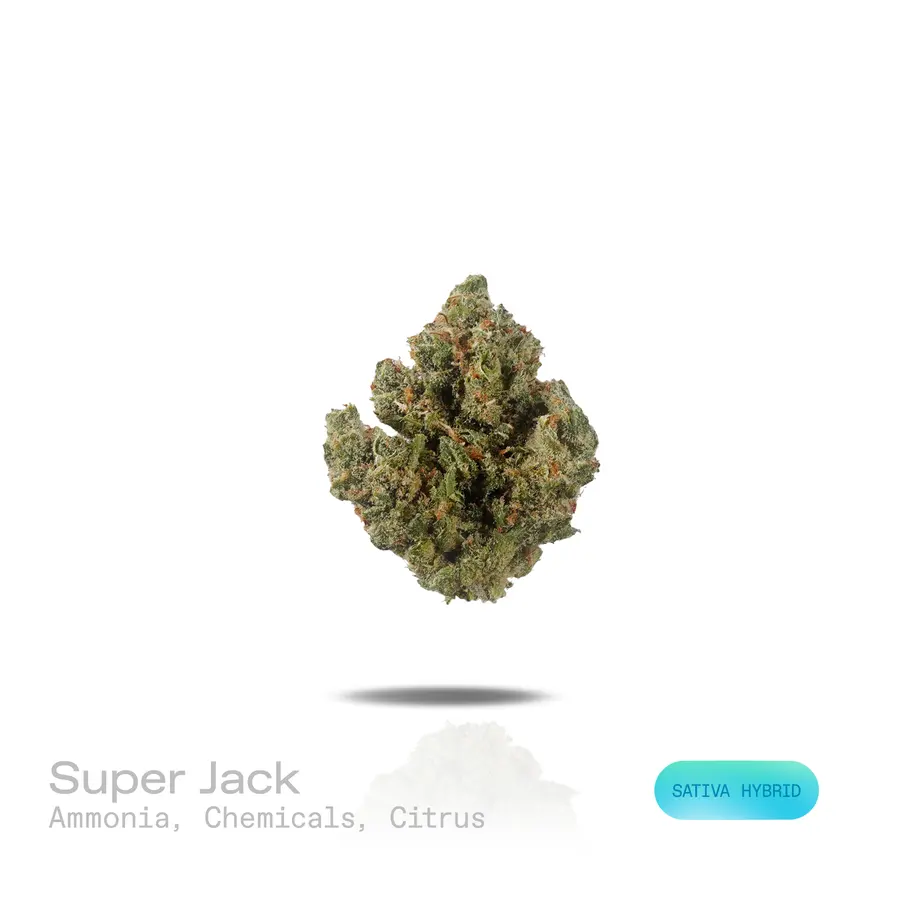 Super Jack THCa Flower (Premium Indoor) (Sativa Hybrid)