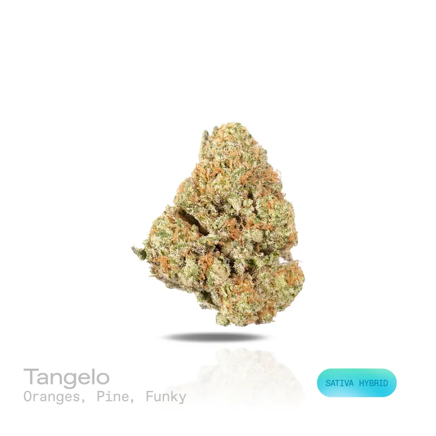 Tangelo THCa Flower (Premium Indoor) (Sativa Hybrid)