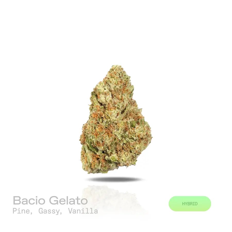 Bacio Gelato THCa Flower (Indoor) (Hybrid)