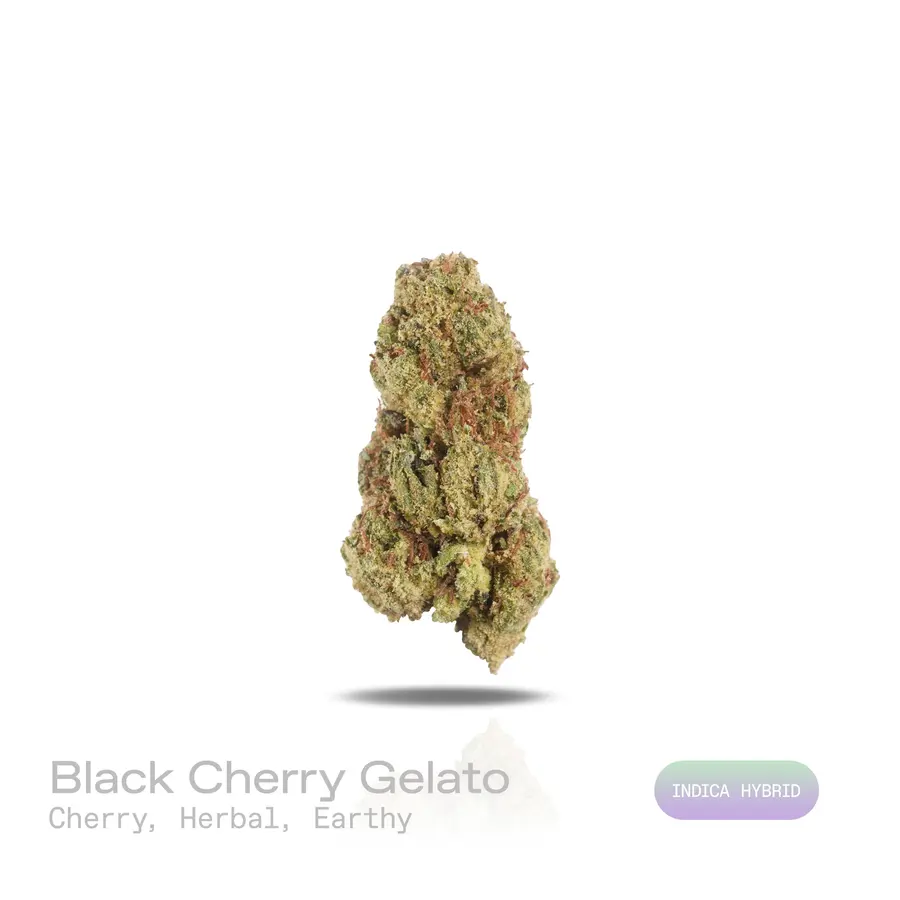 Black Cherry Gelato THCa Flower (Indoor) (Indica Hybrid)