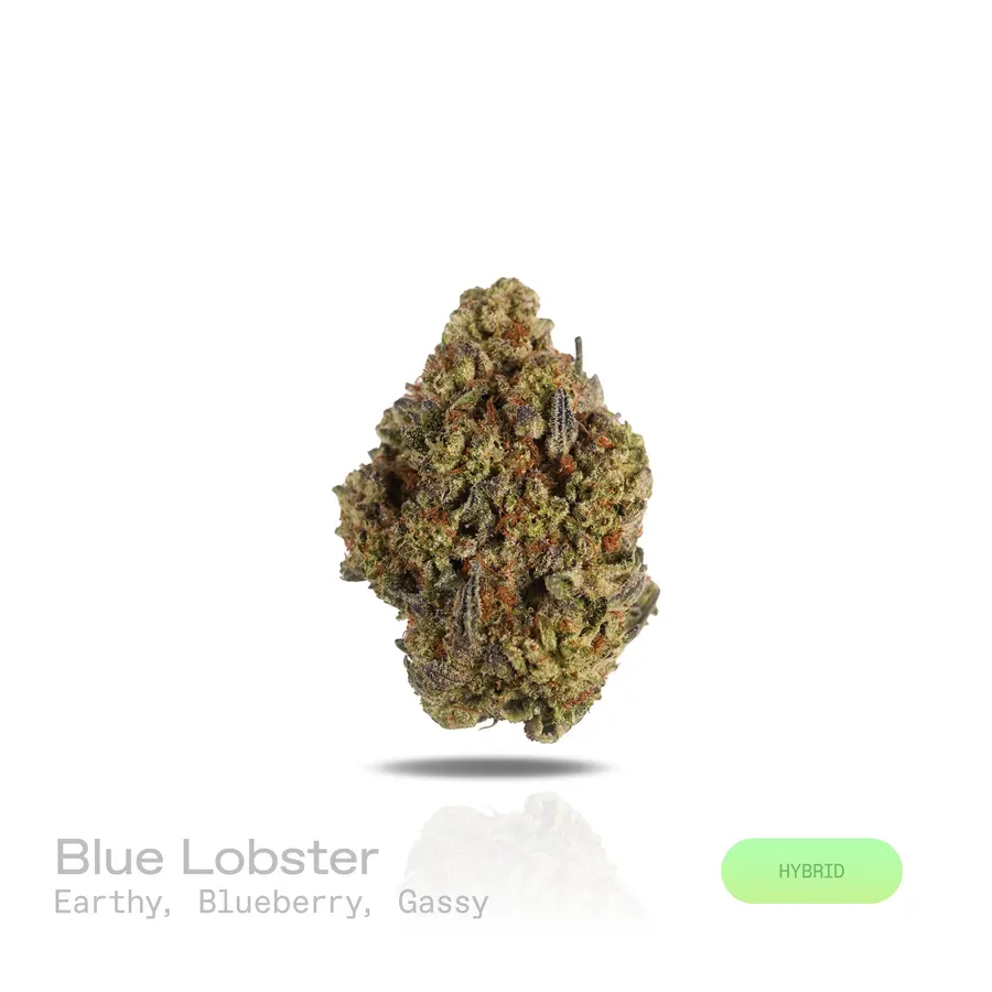 Blue Lobster THCa Flower (Indoor) (Hybrid)